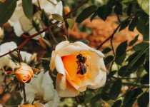 Trésors de la ruche : prendre soin de sa peau grâce aux abeilles